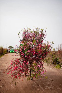 Şeftali çiçekleri çiçek bahar