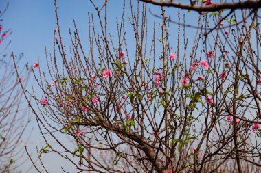 Kırmızı çiçek şeftali ağacı