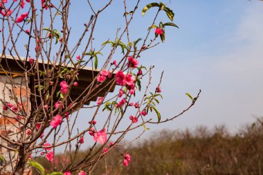 Şeftali çiçekleri çiçek bahar. Evde bahar
