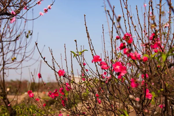 Pfirsichbaum mit roten Blumen — Stockfoto