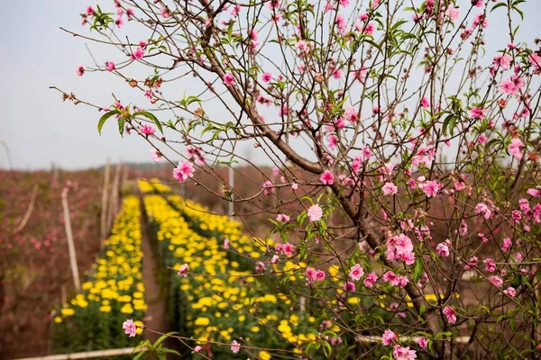 Fleurs de pêche fleurissent au printemps — Photo