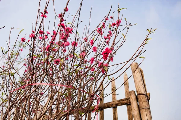 Persika blommor blomma på våren — Stockfoto