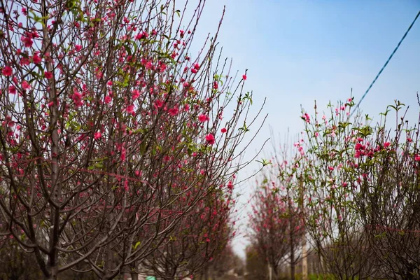 Pfirsichblüten im Garten — Stockfoto