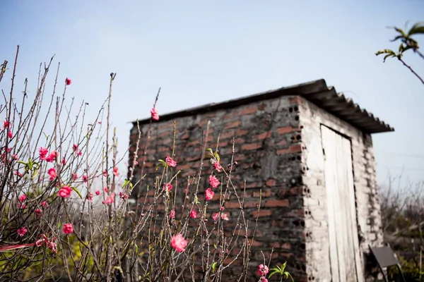 Pfirsichblüten blühen im Frühling. Frühling zu Hause — Stockfoto