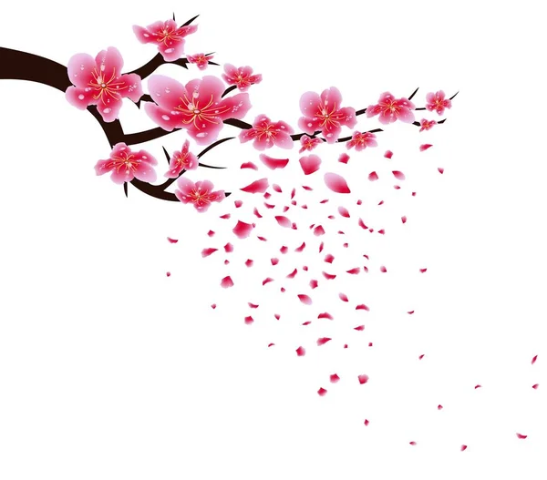 Сакура квітами фону. Цвітіння вишні ізольовані білим тлом. Китайський Новий рік — стоковий вектор