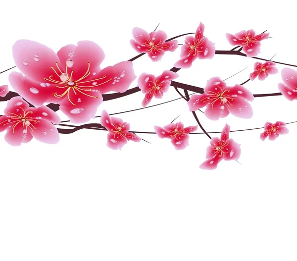 Sakura flowers background. Cherry blossom isolated white background. Chinese new year — Stock Vector