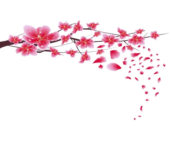 Sakura flowers background. Cherry blossom isolated white background. Chinese new year — Stock Vector