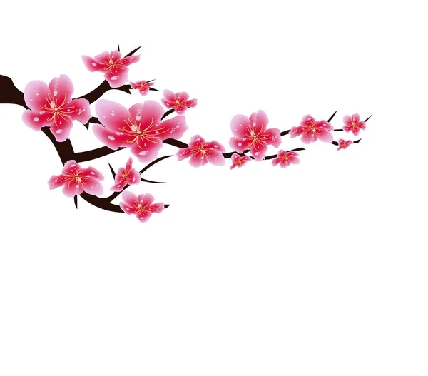 Sakura çiçek arka plan. İzole kiraz çiçeği beyaz arka plan. Çin yeni yılı — Stok Vektör