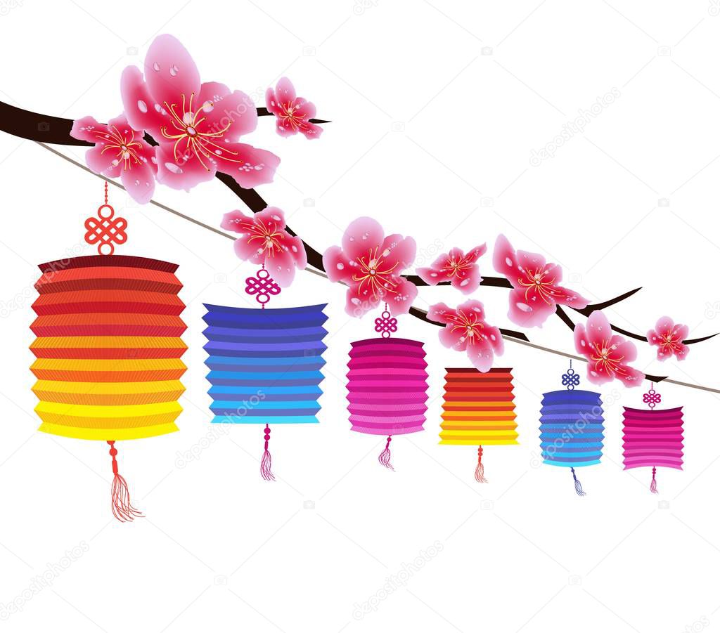 Sakura flowers background. Cherry blossom and lantern isolated white background. Chinese new year 