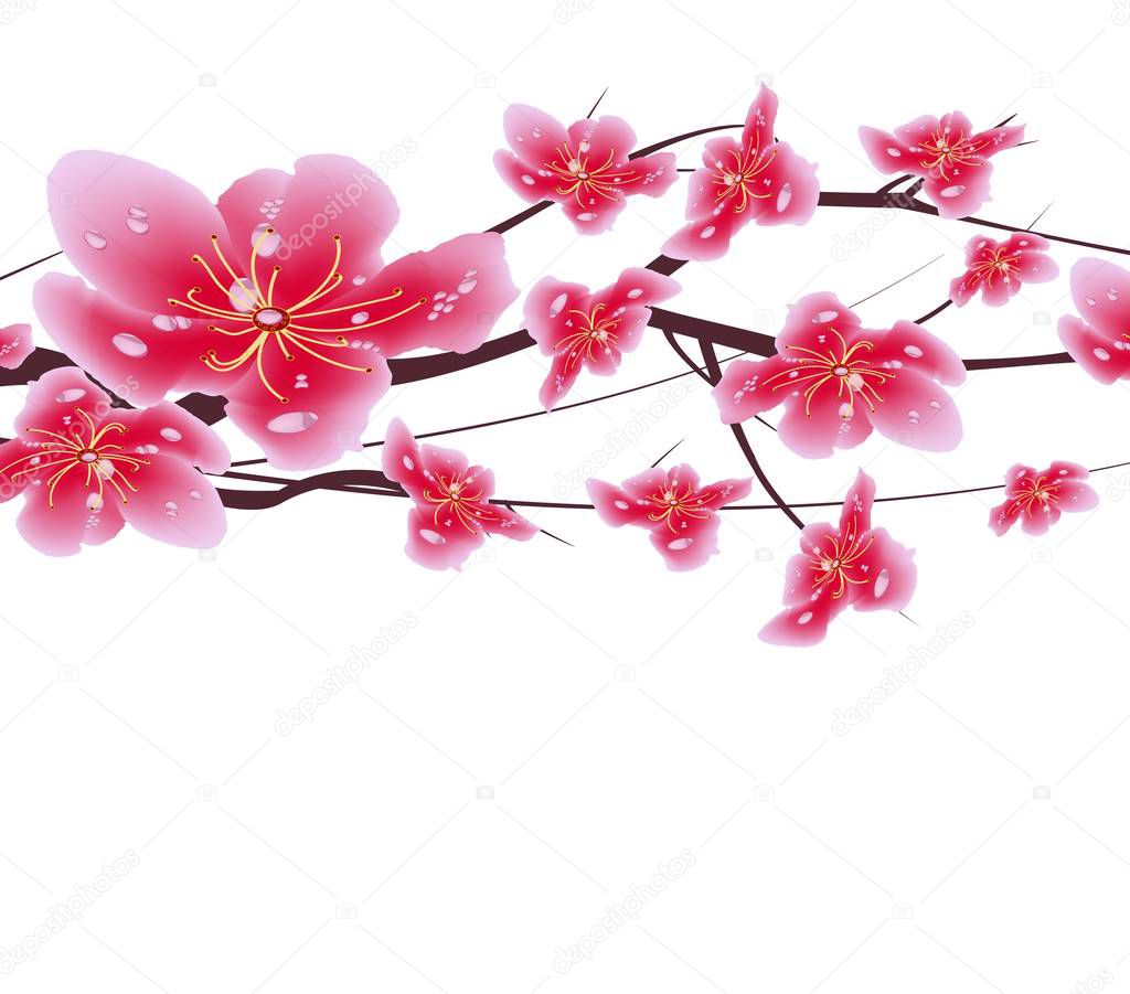 Sakura flowers background. Cherry blossom isolated white background. Chinese new year 