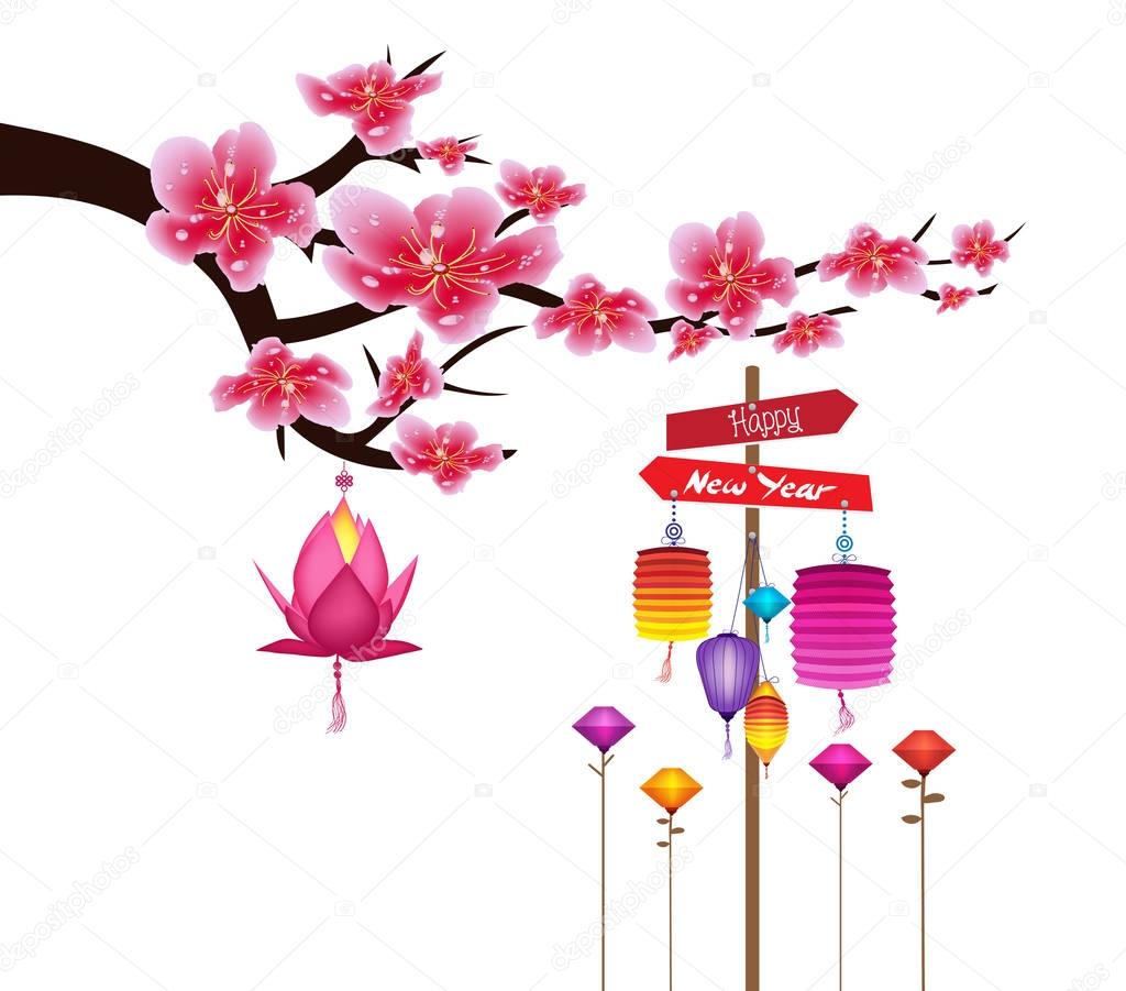 Sakura flowers background. Cherry blossom and lantern isolated white background. Chinese new year
