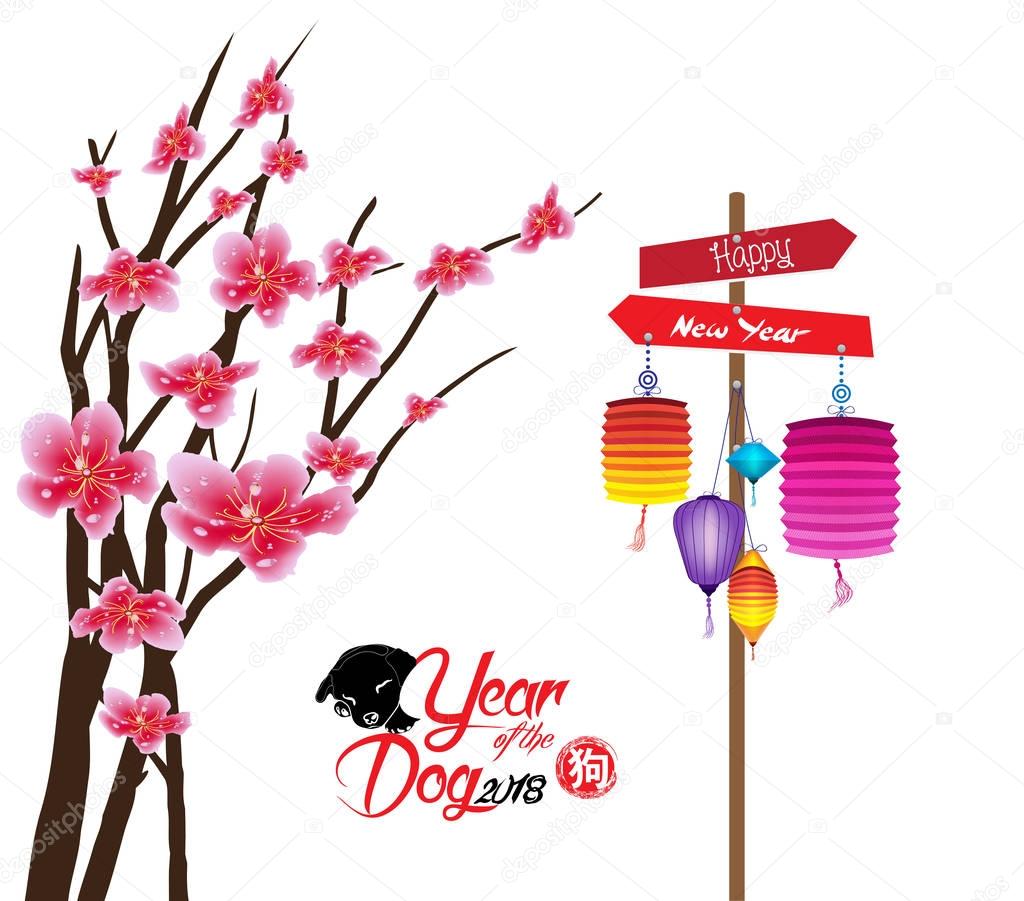 Sakura flowers background. Cherry blossom and lantern isolated white background. Chinese new year