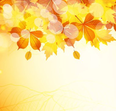 sonbahar yaprakları arka plan