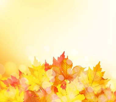 sonbahar yaprakları arka plan 