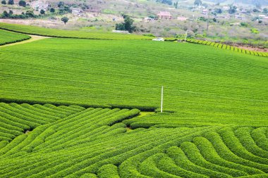 Yeşil çay hills Moc chau District
