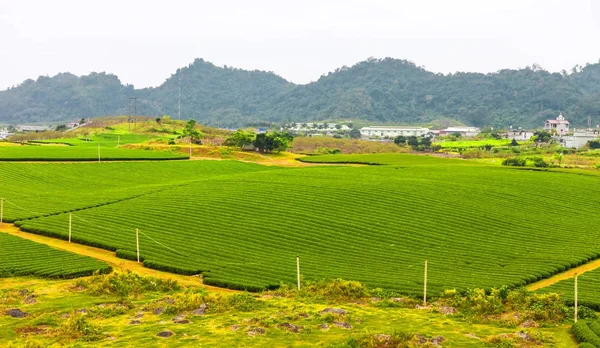 Colinas de chá verde no distrito de Moc chau — Fotografia de Stock
