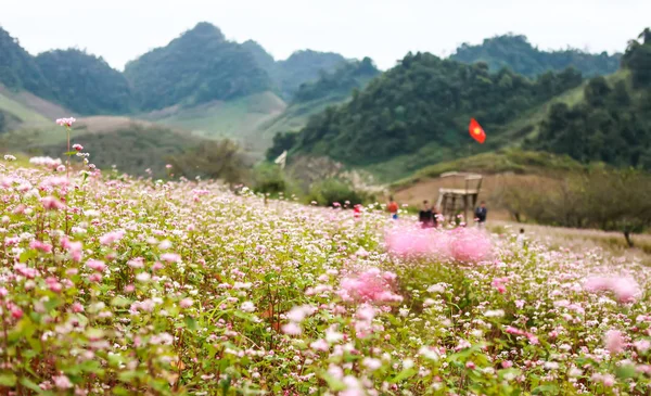 Collina di fiori di grano saraceno nella giornata di sole in Ha Giang, Vietnam — Foto Stock