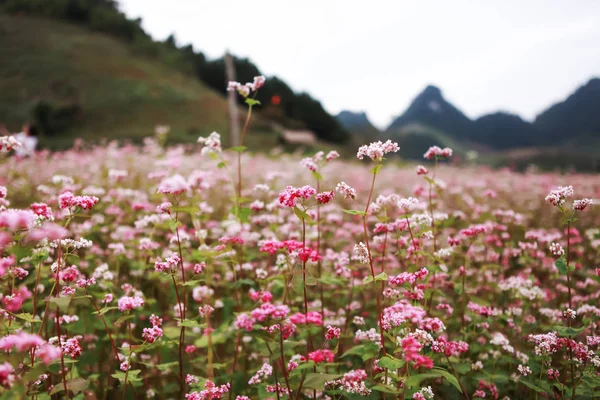 Colina de flores de trigo mourisco no dia ensolarado em Ha Giang, Vietnã — Fotografia de Stock