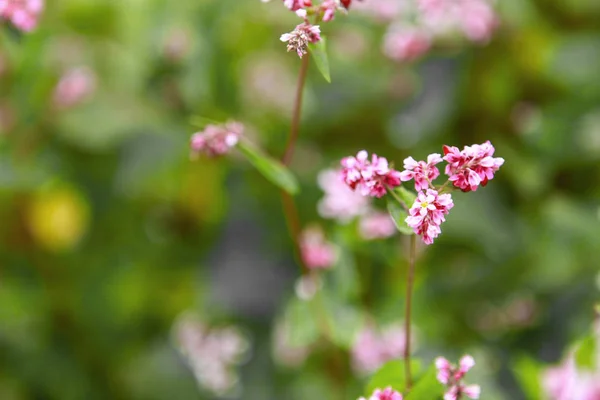 Macro de flores de trigo sarraceno —  Fotos de Stock