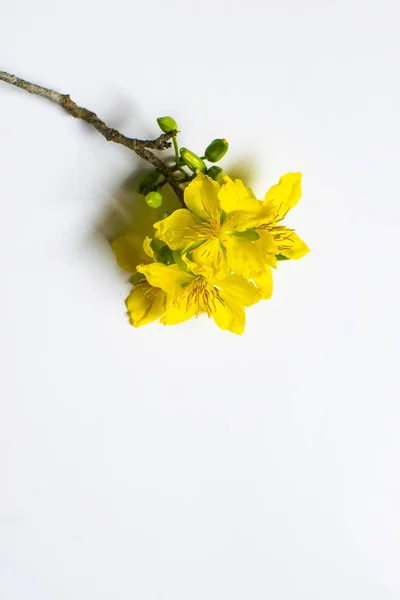 白い背景に ベトナムの伝統的な旧正月に分離された黄色のアプリコット花 — ストック写真