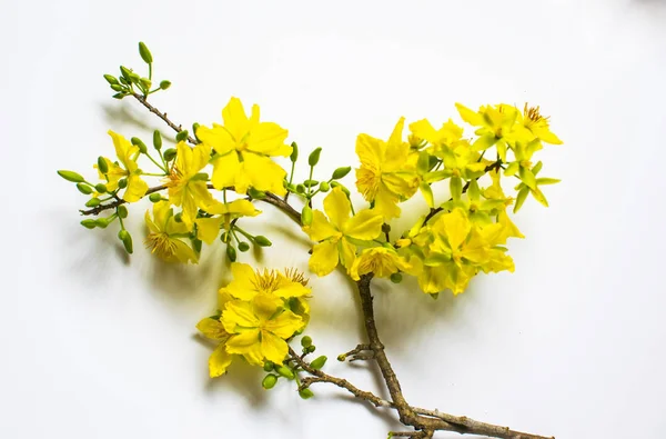 Желтый Цветок Белом Фоне Традиционный Лунный Новый Год Вьетнаме — стоковое фото
