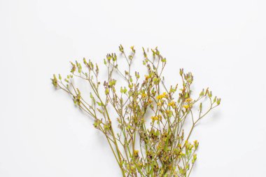 Beyaz arka plan üzerinde izole kır çiçekleri dekorasyon