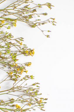 Beyaz arka plan üzerinde izole kır çiçekleri dekorasyon