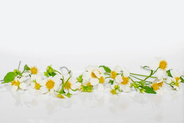 Wilde Bloemen Decoratie Geïsoleerd Witte Achtergrond — Stockfoto