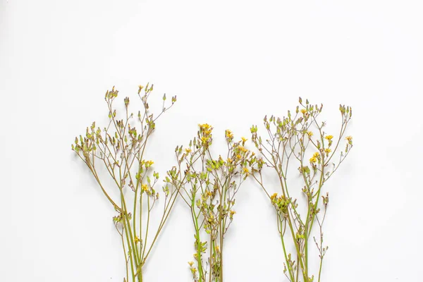 Дикие Цветы Украшения Изолированы Белом Фоне — стоковое фото