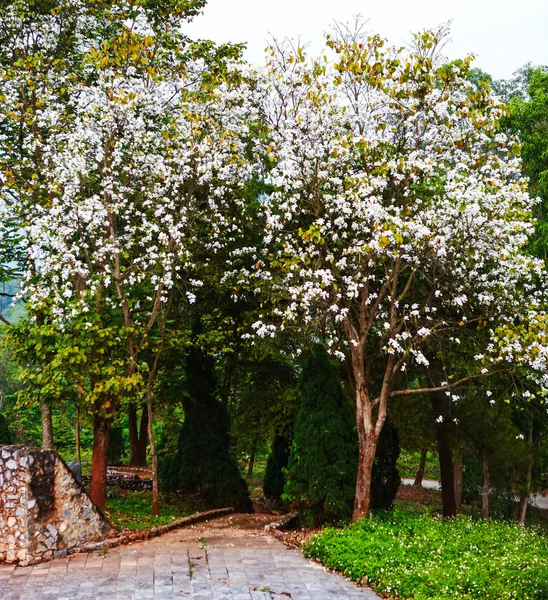 Schöne Bauhinia Variegata Blüht Der Blütezeit Bei Dien Bien Vietnam — Stockfoto