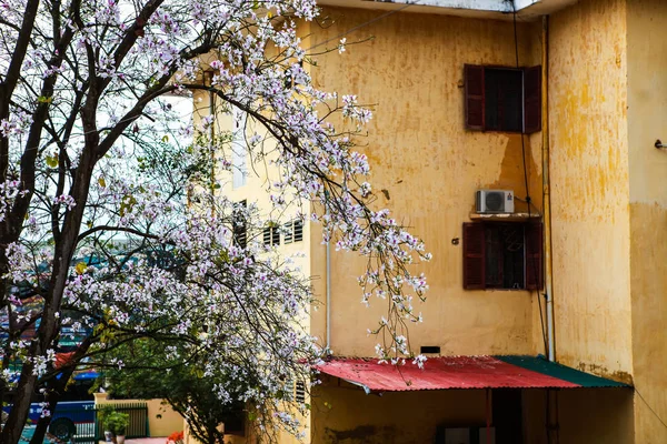 Piękne Kwiaty Bauhinia Variegata Kwitnącym Sezonie Dien Bien Wietnam — Zdjęcie stockowe