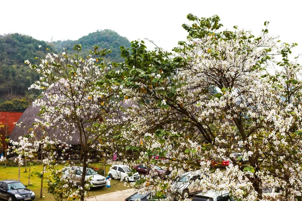 Schöne Bauhinia Variegata Blüht Der Blütezeit Bei Dien Bien Vietnam — Stockfoto