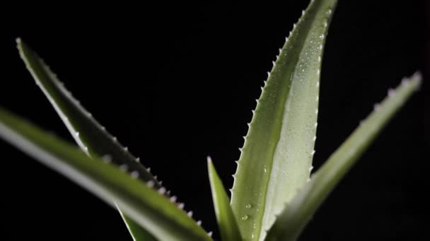 Aloe vera rostlina — Stock video