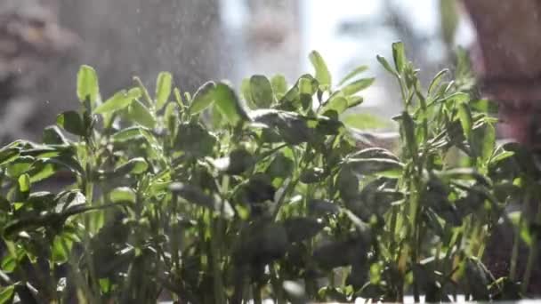 自宅でレンズ豆のマイクログリーン — ストック動画