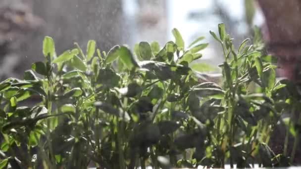 Micro-greens van linzen thuis — Stockvideo