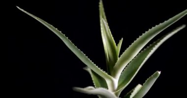 Dönen Aloe Vera Plant siyah bir arkaplan