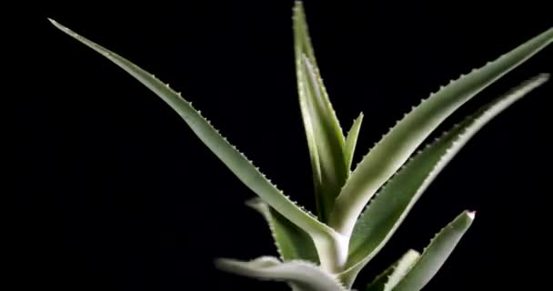 Spinning Aloe Vera Planta un fondo negro — Vídeo de stock