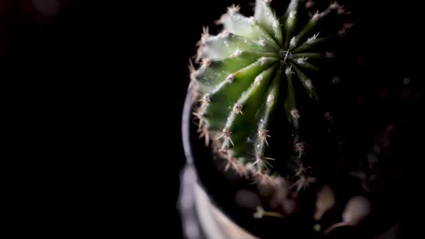 Egy közeli Echinocactus fekete háttér — Stock videók