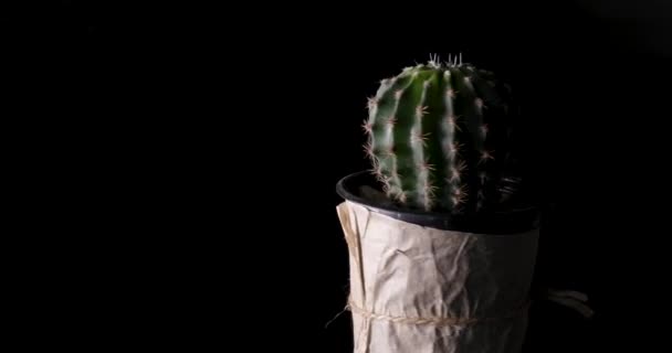 Ένα κοντινό Echinocactus On Black Background — Αρχείο Βίντεο