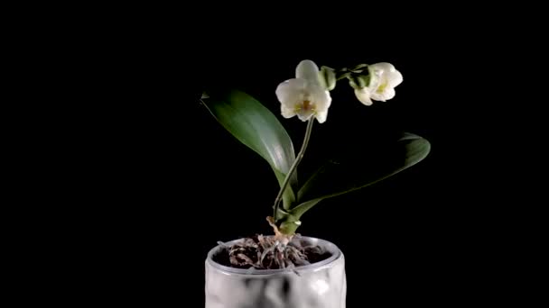 En vit orkidé snurrar på en svart bakgrund — Stockvideo