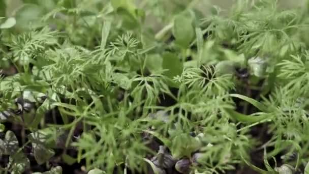 Dille, arugula basilicum in de tuin — Stockvideo