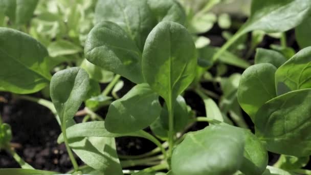 Spinat nach Regen im Garten — Stockvideo