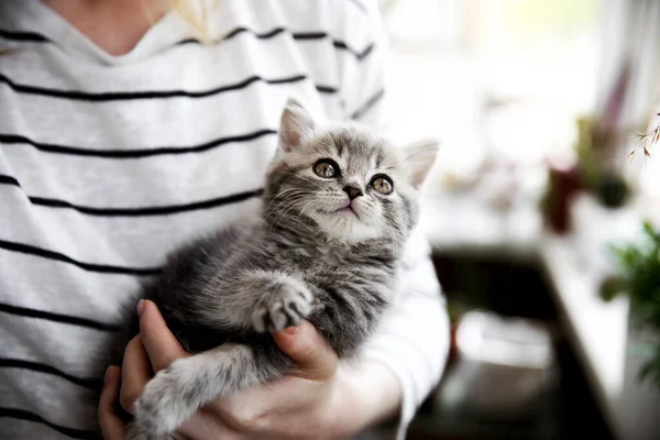 Escocês gatinho reto — Fotografia de Stock