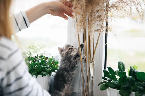 Escocês gatinho reto — Fotografia de Stock