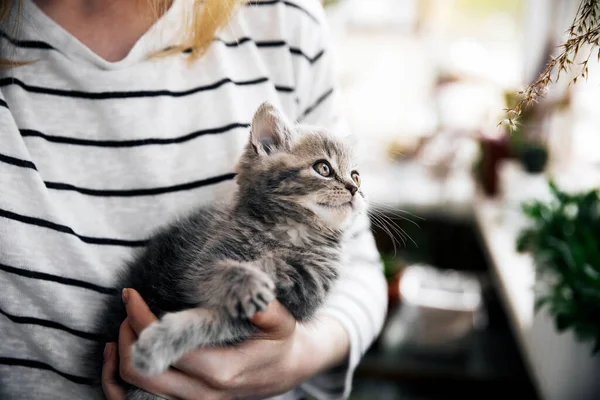 Escocês gatinho reto — Fotografia de Stock