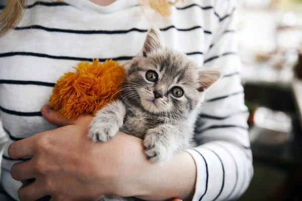 İskoç heteroseksüel kedi