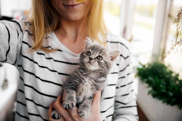 Escocês gatinho reto — Fotografia de Stock