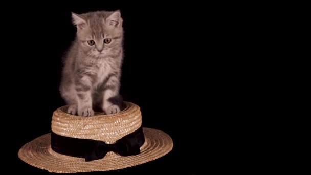 Chaton droit écossais — Video