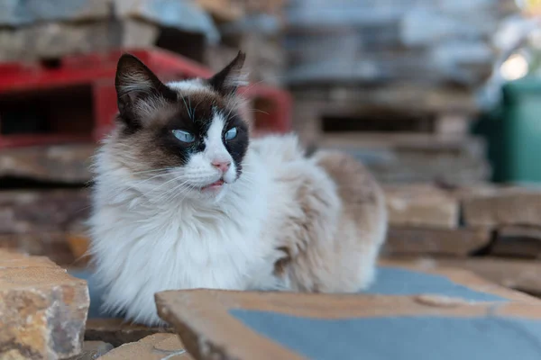 래그돌 고양이 거리의 초상화 — 스톡 사진