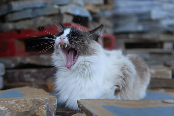 Poupée Chat Bâillement Crocs — Photo